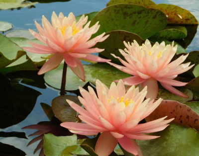 Нимфея Пракайсад - оранжево- розовая, средний сорт